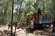 Các doanh nghiệp chế biến dăm gỗ Quảng Ngãi có nguy cơ phá sản